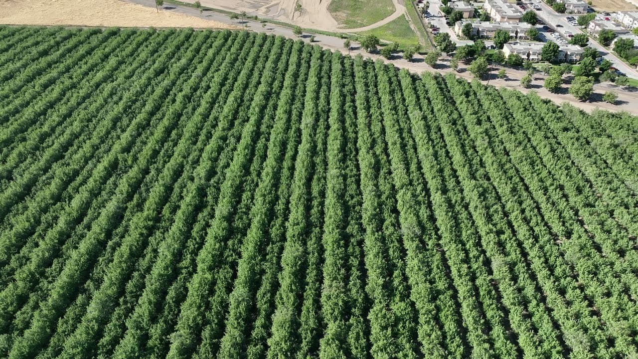 Aerial view of orchard rows with autumn colors