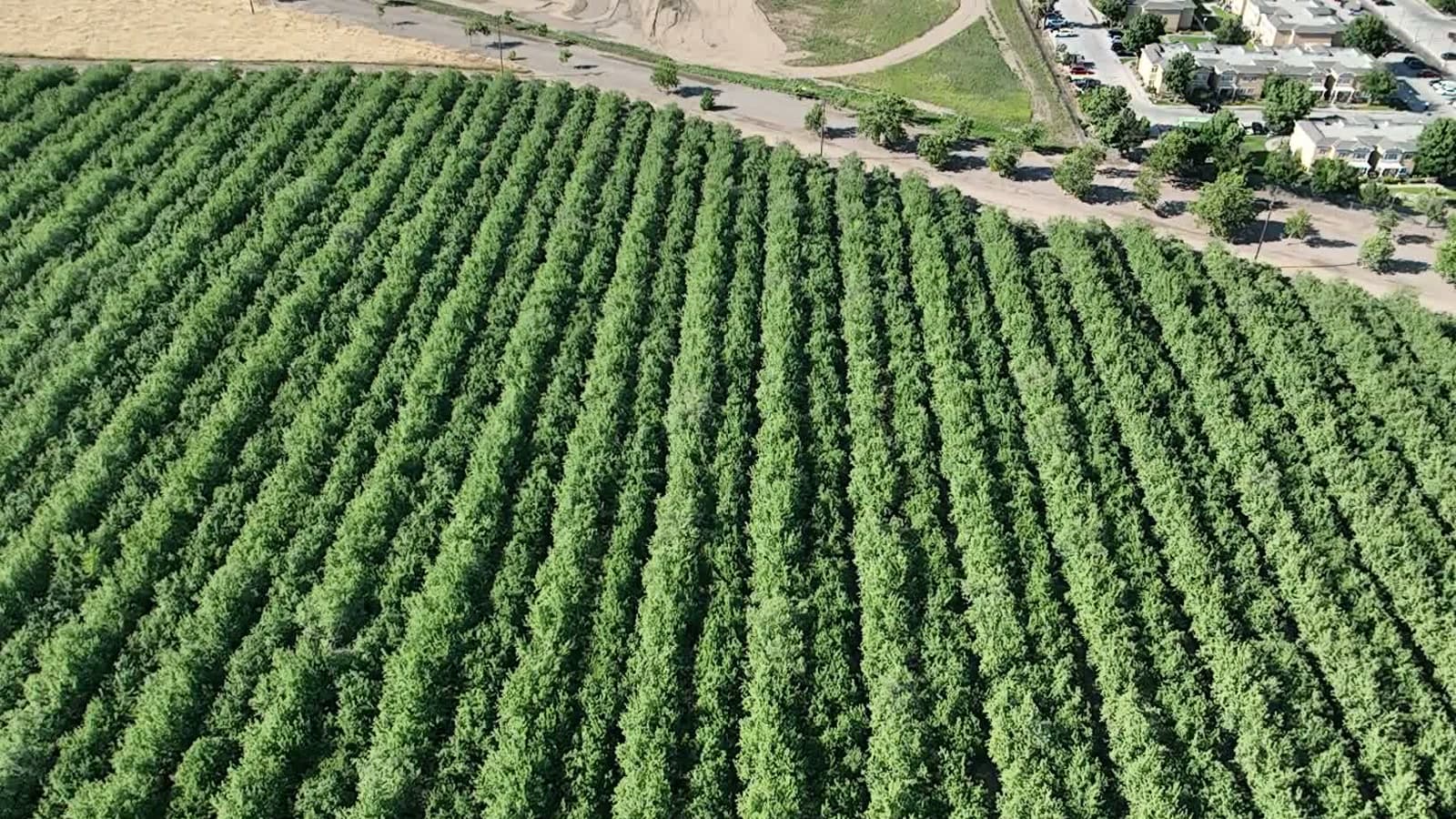 Aerial view of an orchard in California's Central Valley